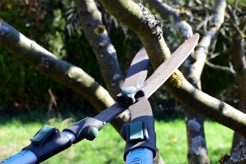 Pruning guidelines